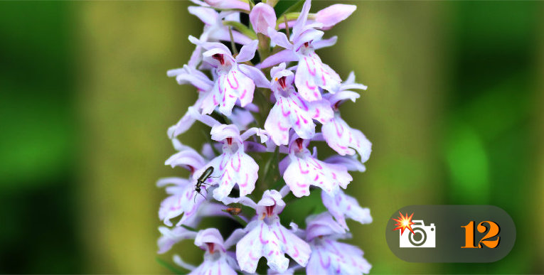 Dactylorhiza maculata