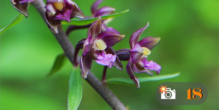 Epipactis atrorubens