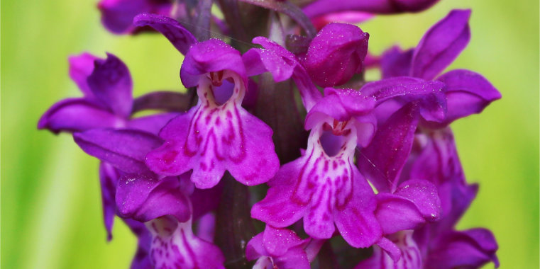 Dactylorhiza majalis