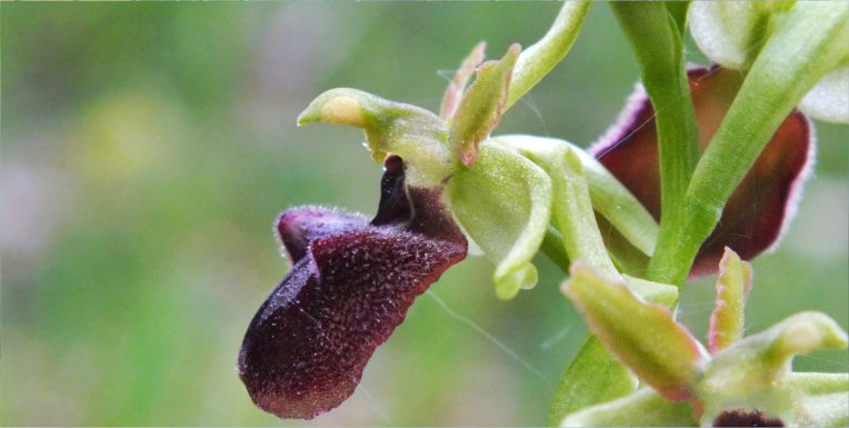 Ophrys sphegodes