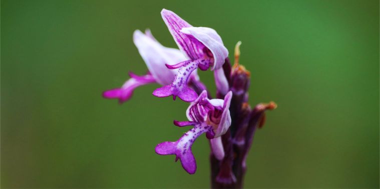 Orchis militaris