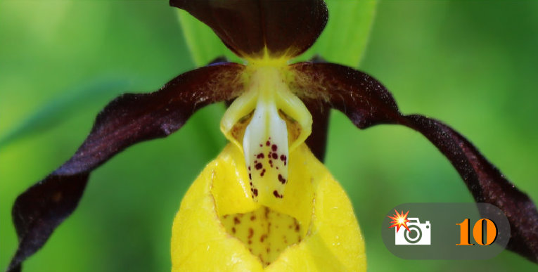 Cypripedium calceolus