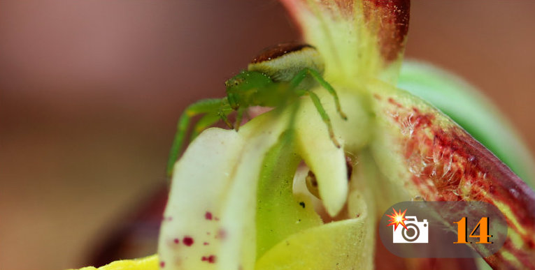 Cypripedium calceolus