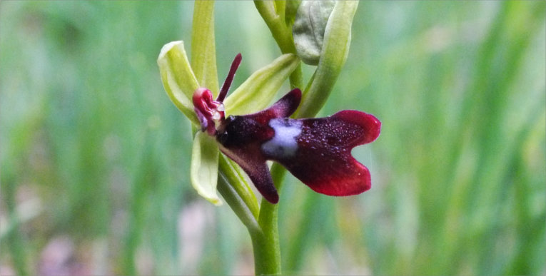 Ophrys insectifera