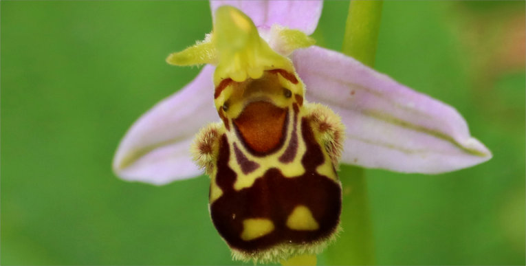 Ophrys apifera