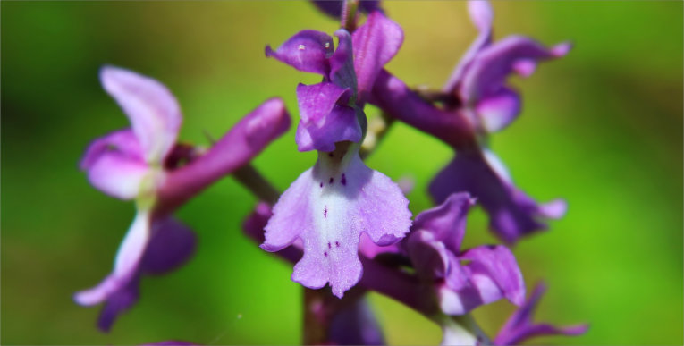 Orchis mascula