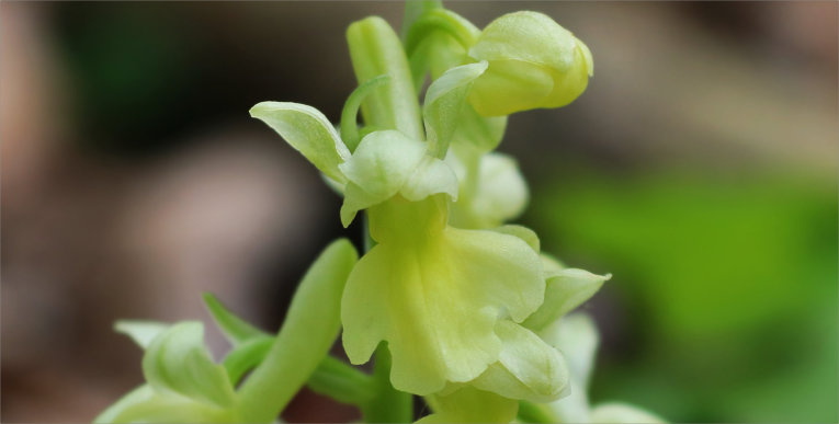 Orchis pallens