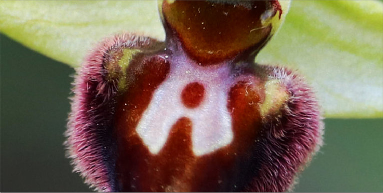 Ophrys sphegodes